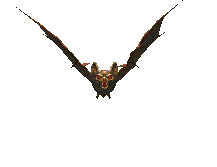 Image de Giant Bat