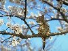 Le printemps vu de haut.