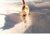 Une promenade dans la neige